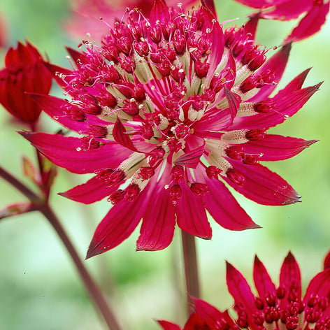 Stjärnflocka (Astrantia) Köp Stjärnflocka (Astrantia)