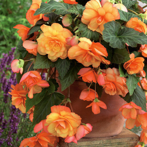 Köp Begonia