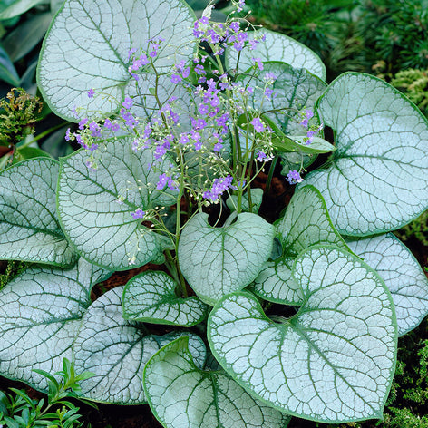 Köp Brunnera