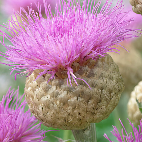 Centaurea Köp Centaurea