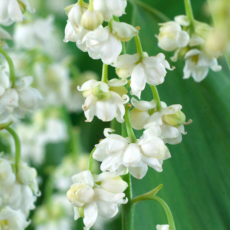 Convallaria (Liljekonvalj) Convallaria (Liljekonvalj)