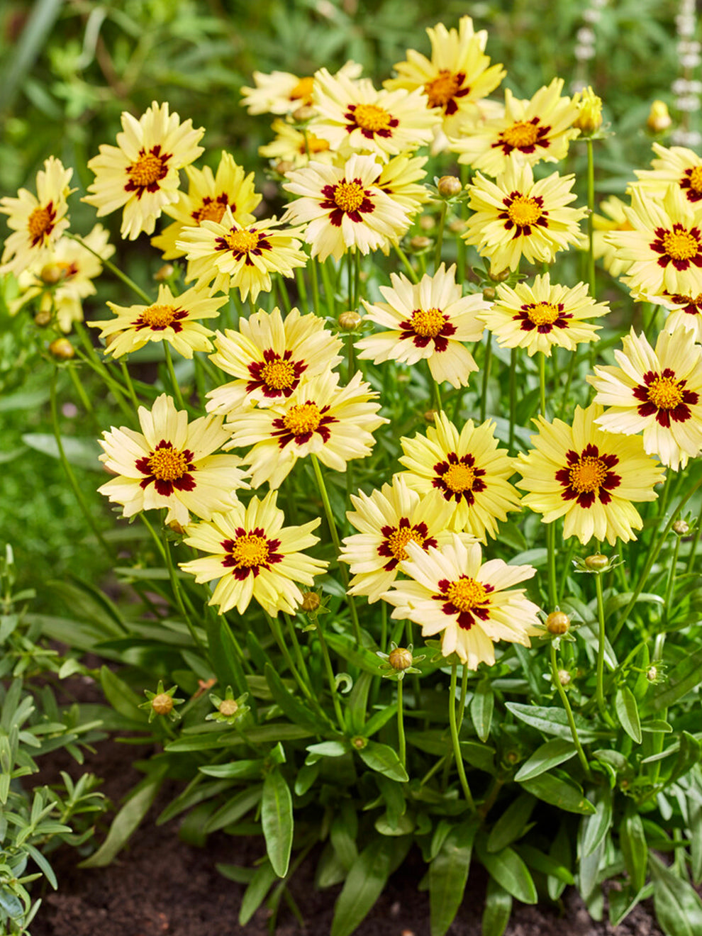coreopsis-dag-ga