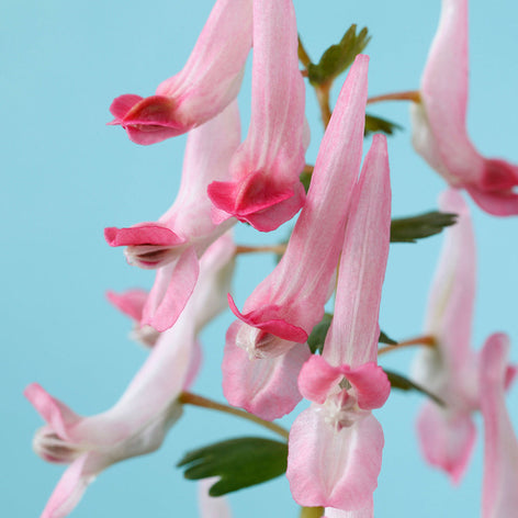 Corydalis Solida Corydalis Solida