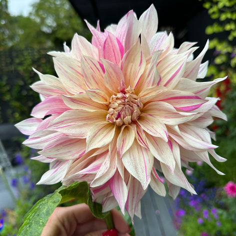 Dahlior - Köp blomsterlökar