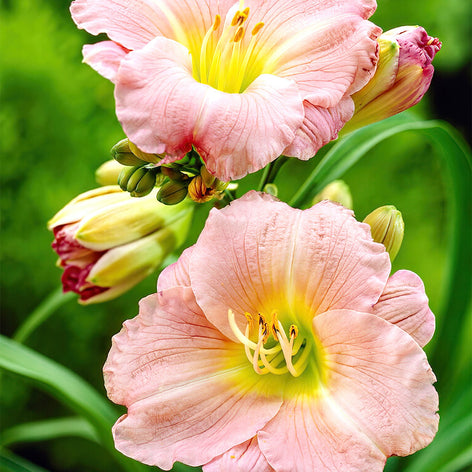 Daglilja (Hemerocallis) Köp Daglilja (Hemerocallis)