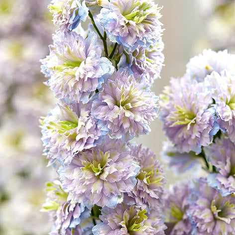 Riddarsporre (Delphinium) Köp Riddarsporre (Delphinium)
