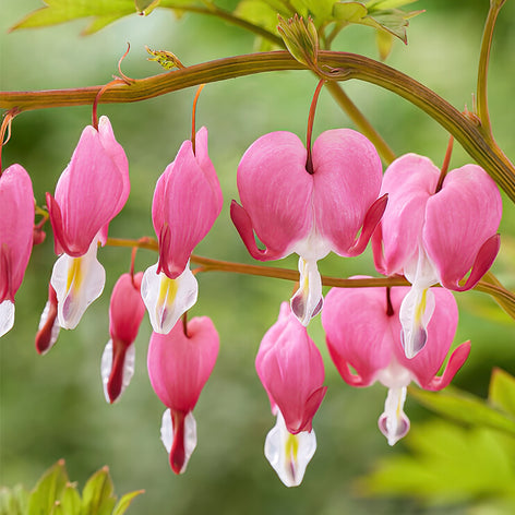 Fänrikshjärta (Dicentra) Köp Fänrikshjärta (Dicentra)