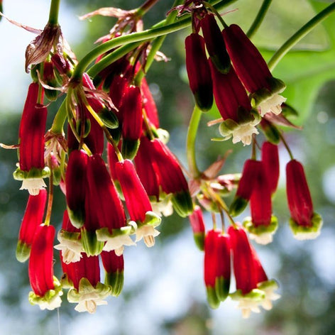 Indianhyacinter Indianhyacinter