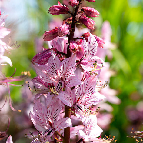 Mosebrinna (Dictamnus) Mosebrinna (Dictamnus)