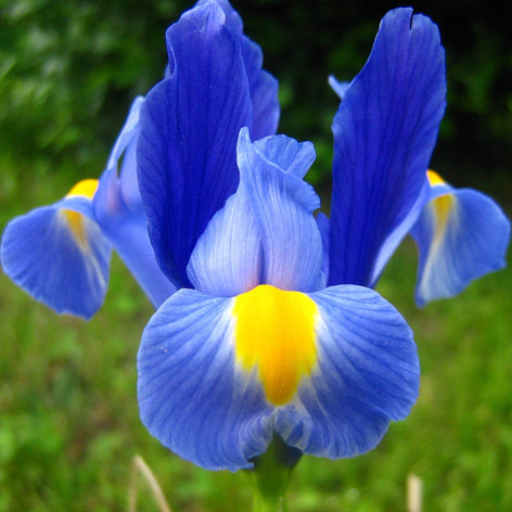 Iris