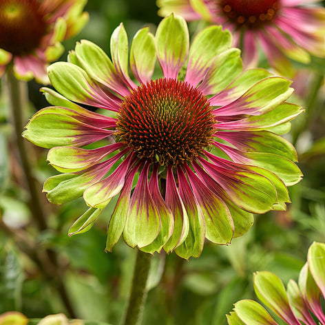 Köp Echinacea (Solhatt)