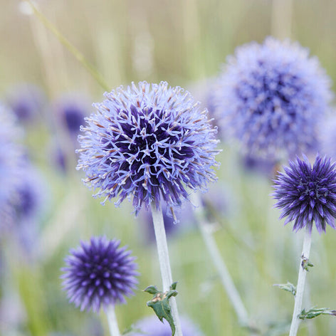 Köp Echinops