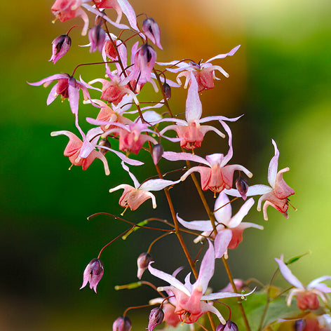 Epimedium (Sockblomma) Epimedium (Sockblomma)