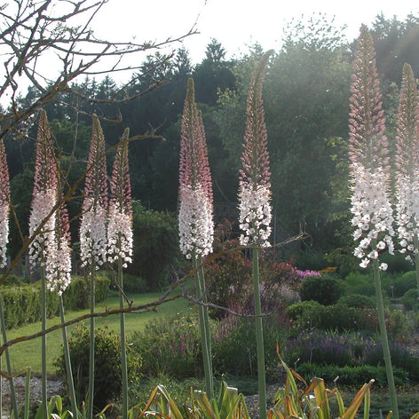 Eremurus (Stäpplilja)