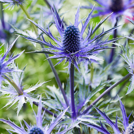 Eryngium (Rysk Martorn) Köp Eryngium Rysk Martorn