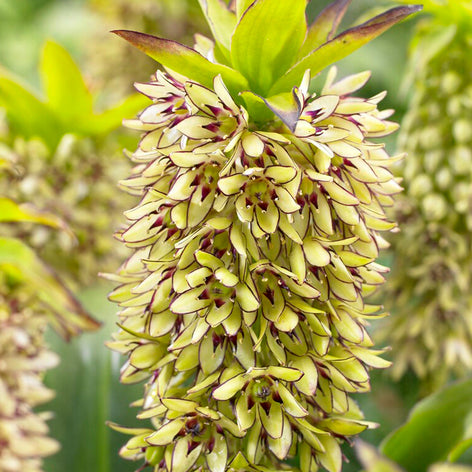 Eucomis (Ananasblomma) Eucomis (Ananasblomma)