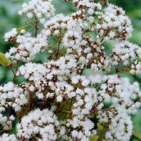 Köp Eupatorium (Flockel)
