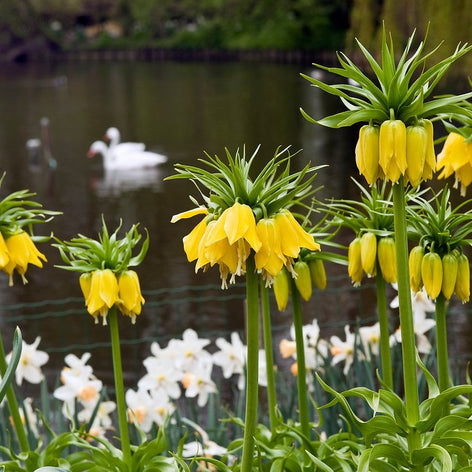 Fritillaria (Klockliljor) Fritillaria (Klockliljor)