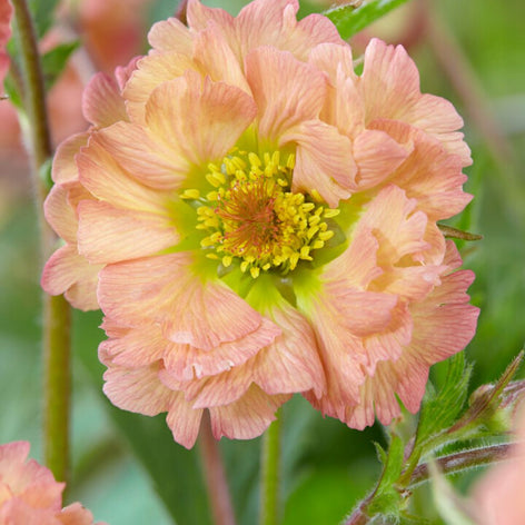 Köp Geum