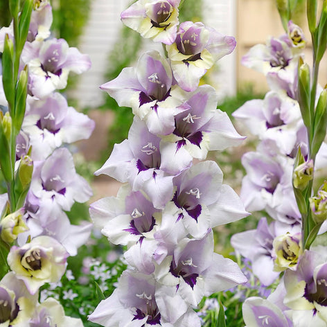 Gladiolus, gladioler för plantering i vår - Köp online!