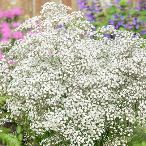 Köp Gypsophila