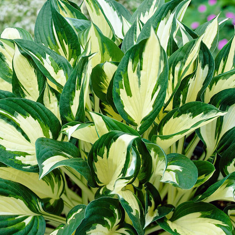 Funkia (Hosta) Köp Funkia (Hosta)