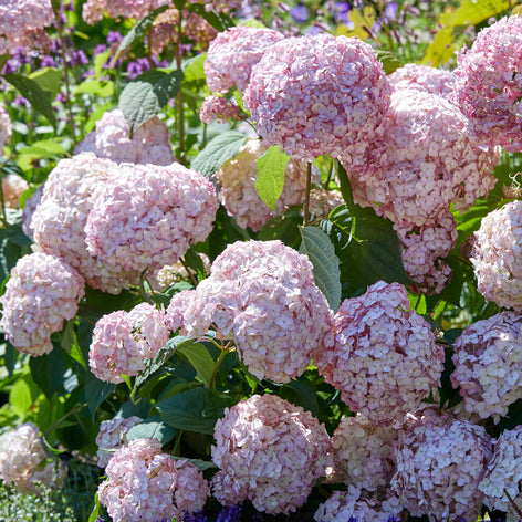 Hortensior Hortensior