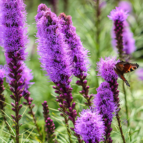 Köp Liatris