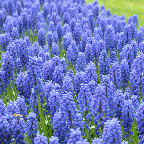 Muscari (Pärlhyacint)