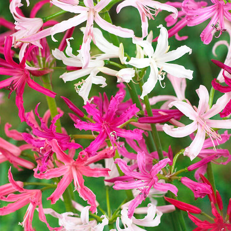 Nerine Köp Nerine blomsterlökar från Holland