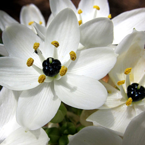 Ornithogalum (stjärnlök)