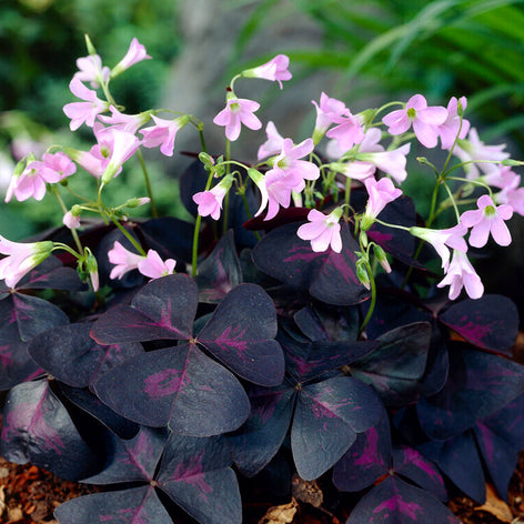 Lyckoklöver (Oxalis) Lyckoklöver (Oxalis)