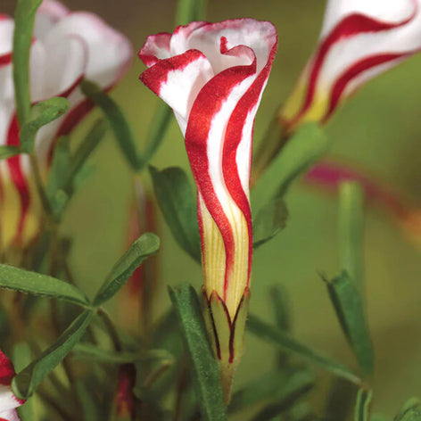 Lyckoklöver (Oxalis) Lyckoklöver (Oxalis)