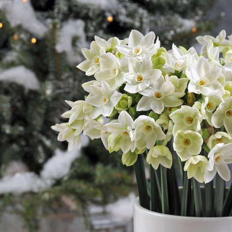 Paperwhites (Tazetter)
