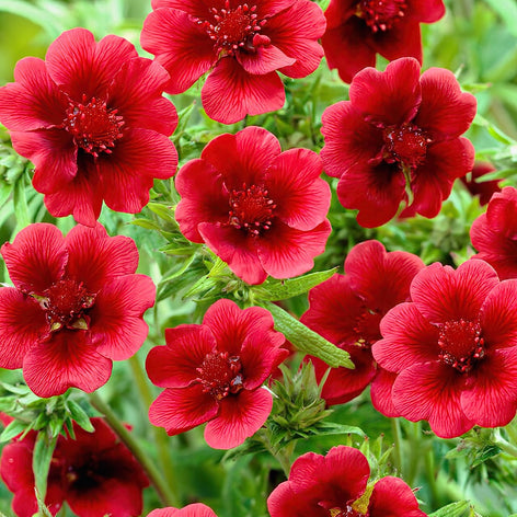 Köp Fingerört (Potentilla)