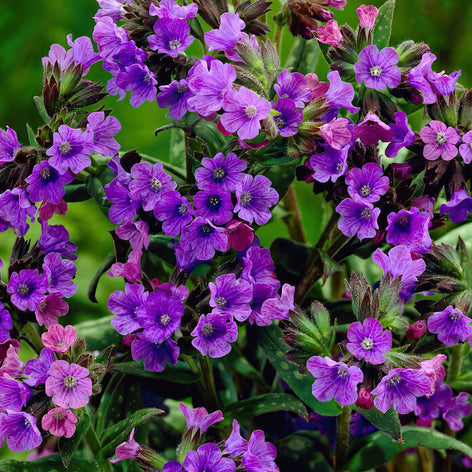 Pulmonaria (lungört) Köp Pulmonaria (lungört)