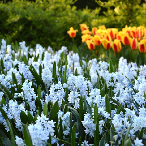 Puschkinia (porslinshyacint) Puschkinia (porslinshyacint)