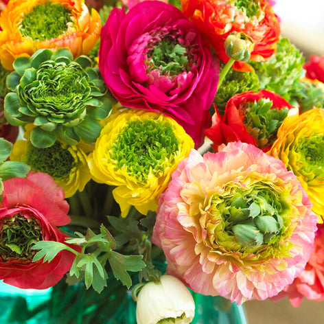 Ranunkeln Köp Ranunkel