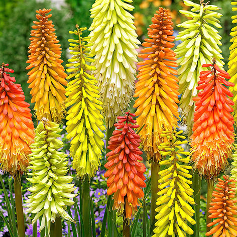 Köp Fackellilja (Kniphofia)