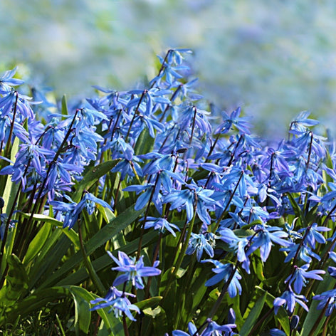 Scilla (Rysk blåstjärna)