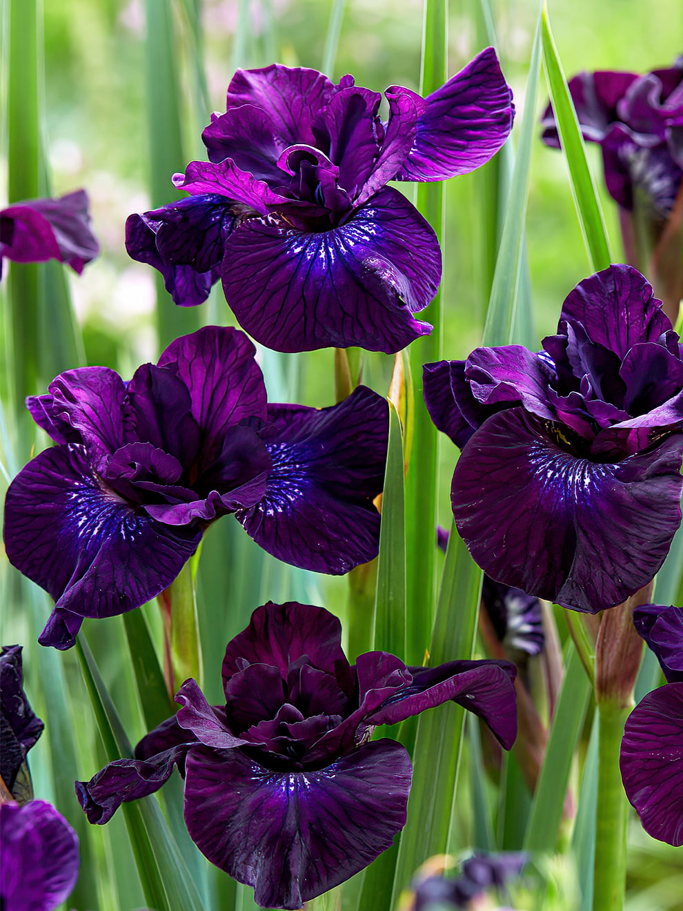 Strandiris (Siberian Iris) | DutchGrown™