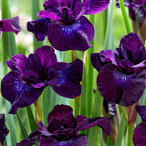 Strandiris (Siberian Iris)