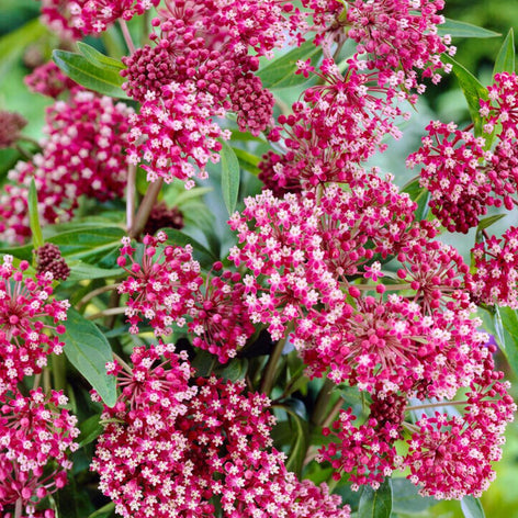 Köp Sidenört (Rosensiden)