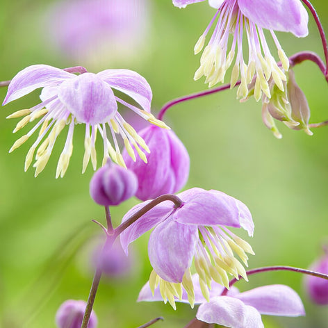 Thalictrum (Ruta) Köp Thalictrum (Ruta)