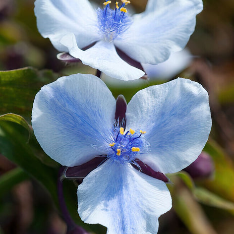Köp Tremastarblomma