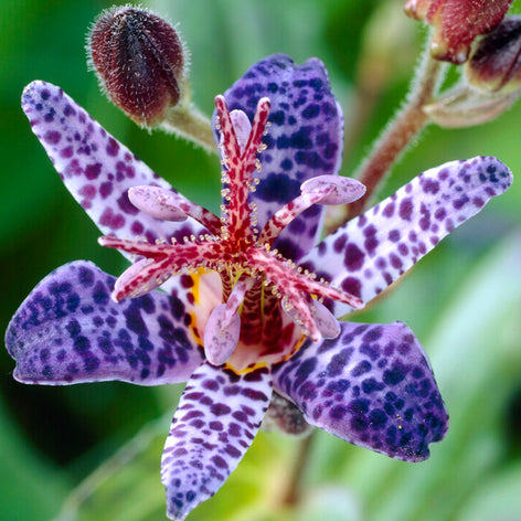 Köp Skugglilja (Tricyrtis)