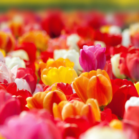 Tulpaner Tulpanlökar