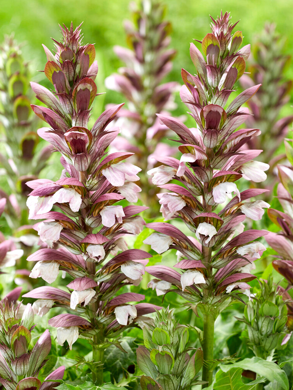 Acanthus hungaricus 'White Lips' (Björnkloört) | DutchGrown™