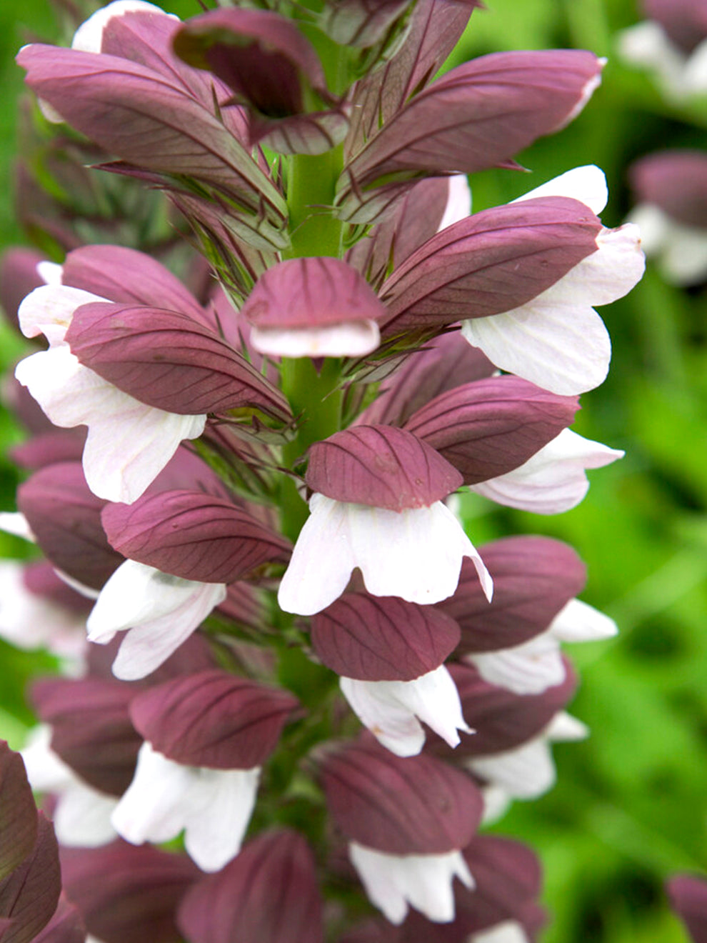 Acanthus hungaricus 'White Lips' (Björnkloört) | DutchGrown™