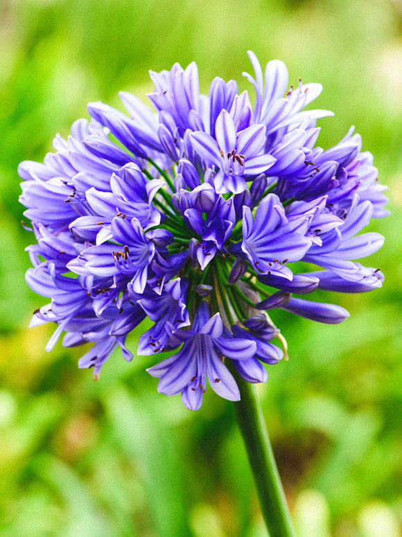 Köp Agapanthus Blå